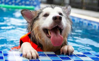 is it safe for dogs to swim in the ocean